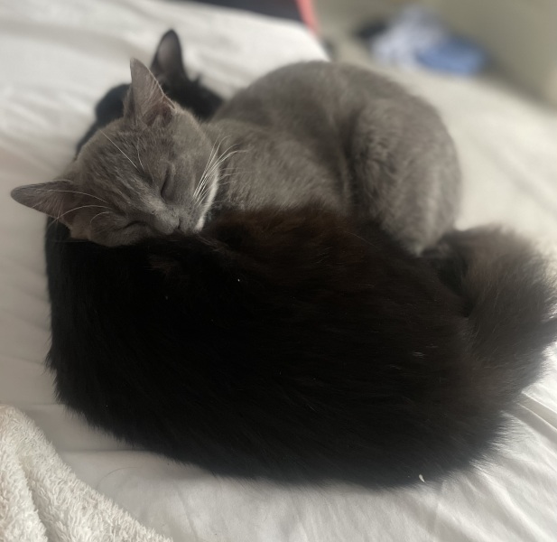 Cats everywhere!