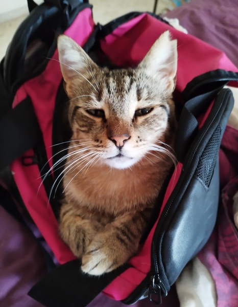 Roond and roond and up and doon - the Excellent Cats roam aboot