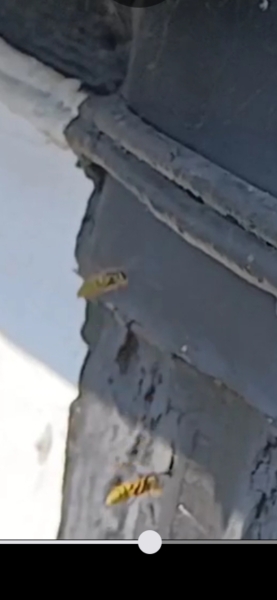 Wasp or Bee?