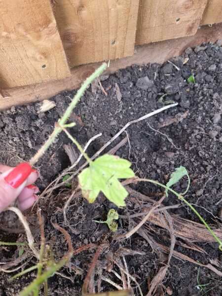 Weed - any ideas?