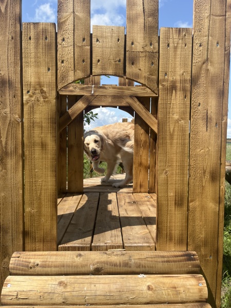 My dog is an absolutely useless protector