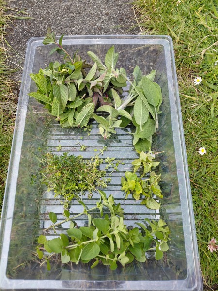 What have you done in the garden today? Part 7