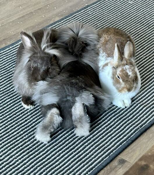 Rabbit rescue targeted by TRAs