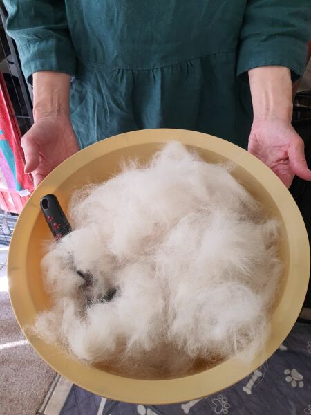 Adolescent Dog Survival Thread - for teenage dirtbags