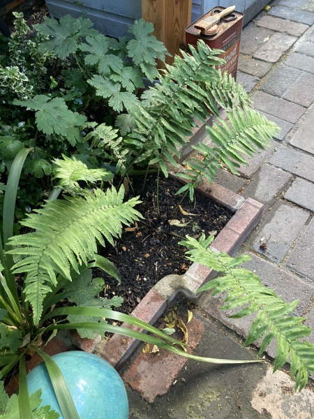 Wild Saturday night chat- Gardening