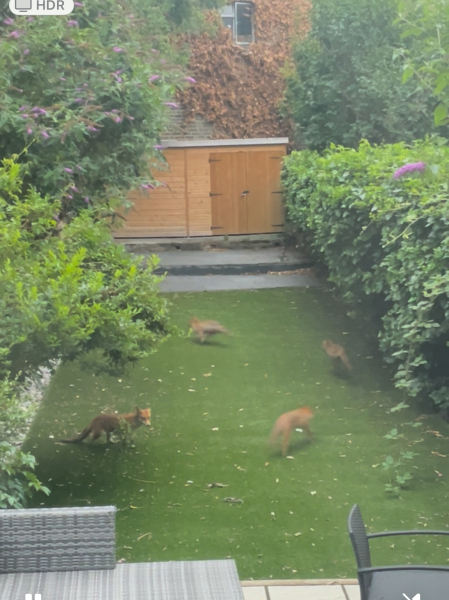 Can we talk about my fox family please?