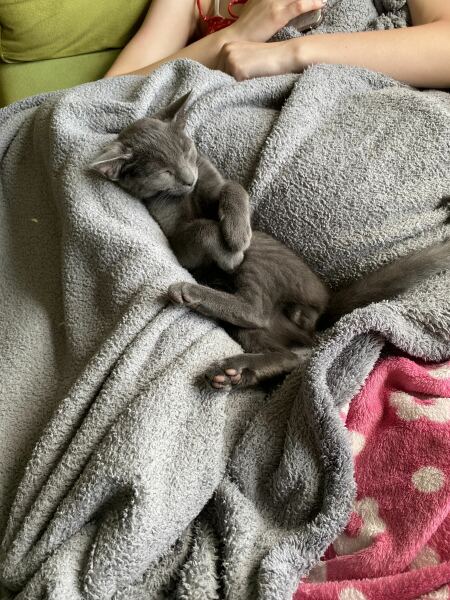 Kitten pees and poos - help!