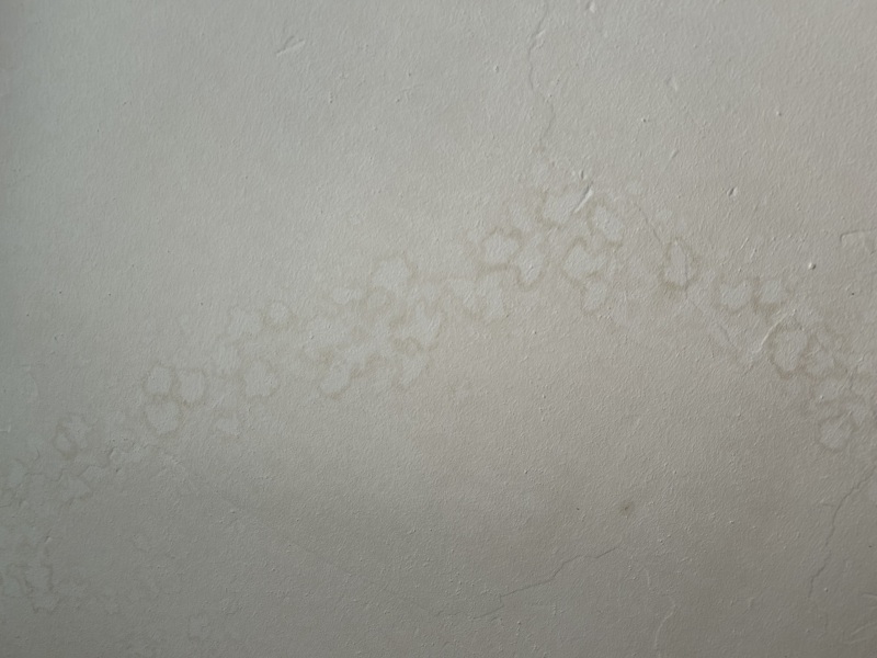 What is this on kitchen ceiling?!