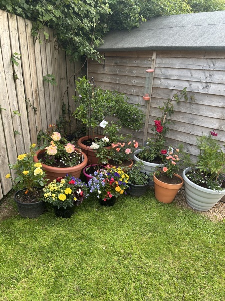 What have you done in the garden today? Part 7