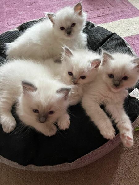 To show you my cat and her kittens for distraction and stress relief purposes?