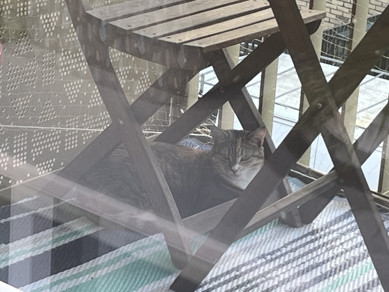 Roond and roond and up and doon - the Excellent Cats roam aboot