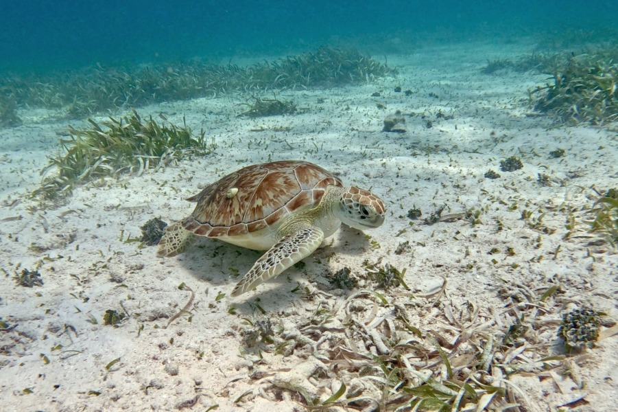 Thread 25 Starmer - Cheers for a falling out among thieves