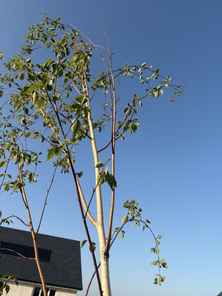 What’s eating my birch trees? 🌳