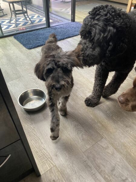 does anyone have an australian shepherd?