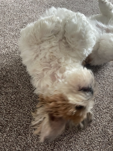 I’ve been horrible to my old, blind, ill dog😭