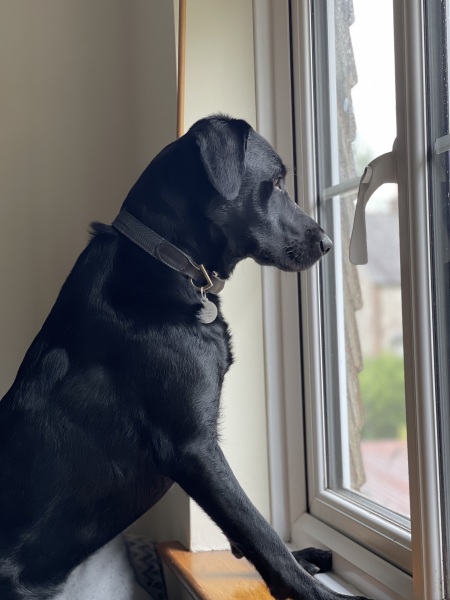 My dog is an absolutely useless protector