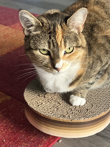 Roond and roond and up and doon - the Excellent Cats roam aboot