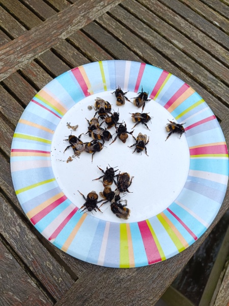 Dozy bees? What's going on?!?