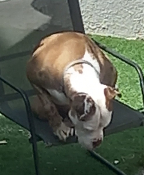 Dog nextdoor