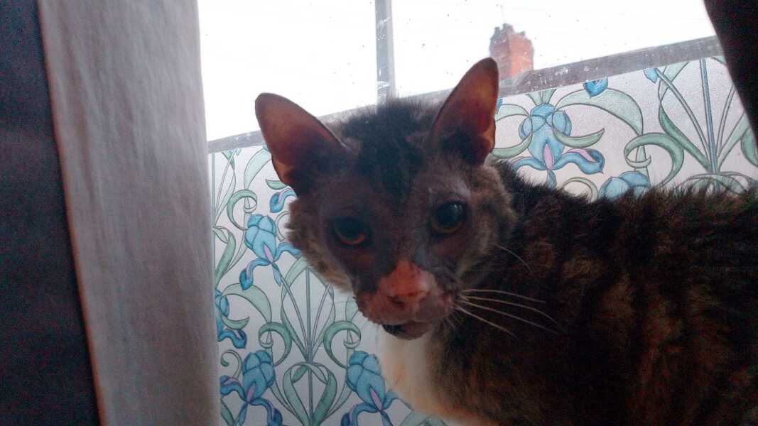 The One after the One where the Excellent Cats posed for a calendar