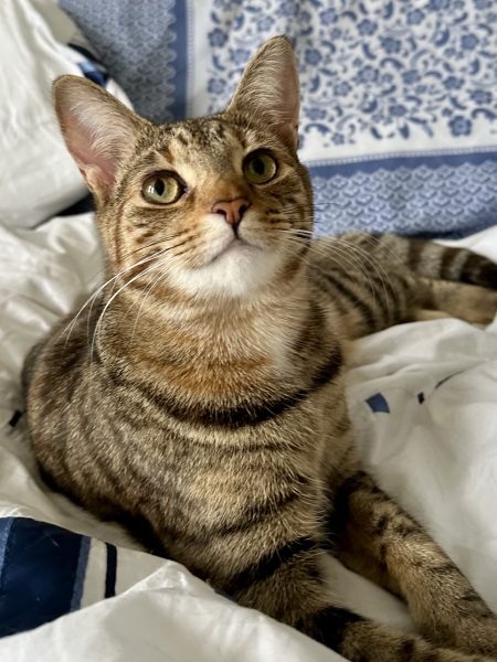 Roond and roond and up and doon - the Excellent Cats roam aboot