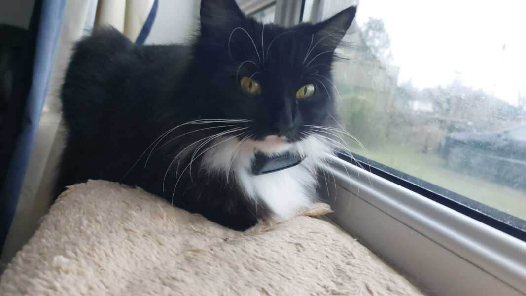 What should we name our cat?
