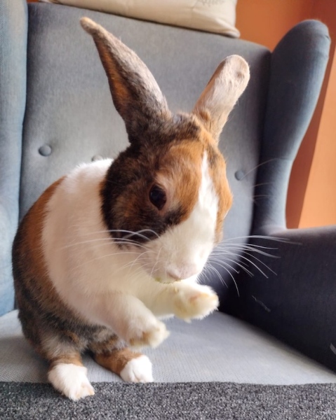 Rabbit rescue targeted by TRAs