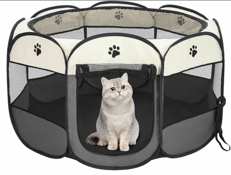 When can I leave a new kitten alone for the first time?