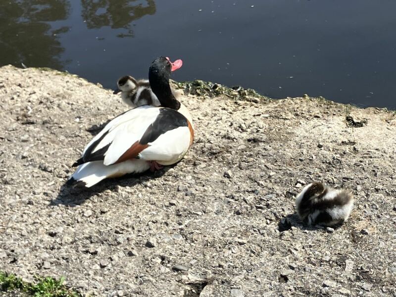 Merlin App Appreciation plus General Birding Chat