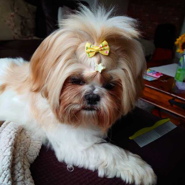 What breed of dog wouldn’t you have again?
