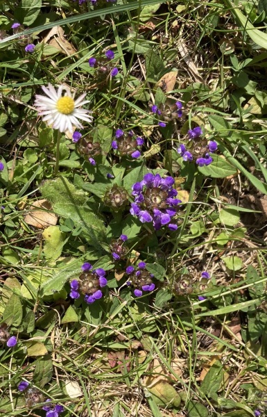 What is growing in my lawn?
