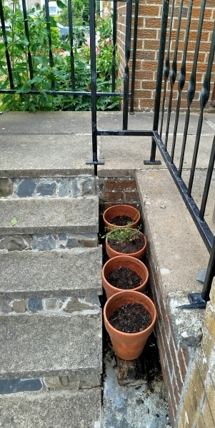 Bomb proof plant for this spot?