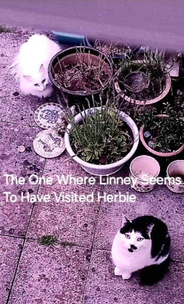 Roond and roond and up and doon - the Excellent Cats roam aboot