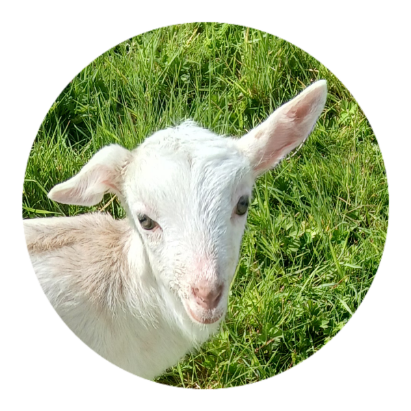 To show you my cat and her kittens for distraction and stress relief purposes?