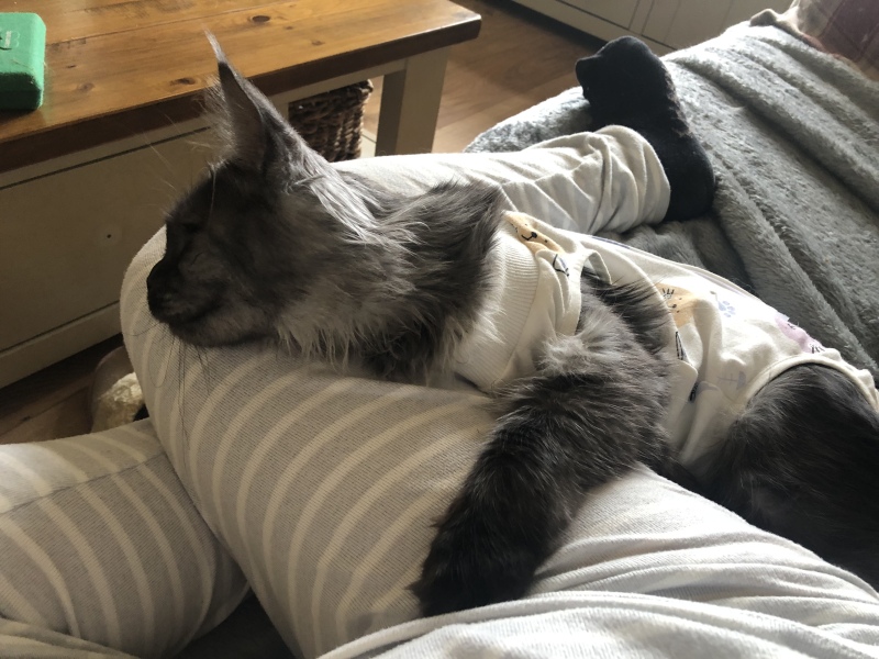 Bringing home 2 kittens on Sunday - what have I forgotten?!