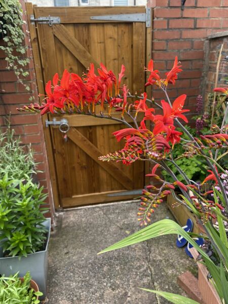 Crocosmia “lucifer” not flowering this year