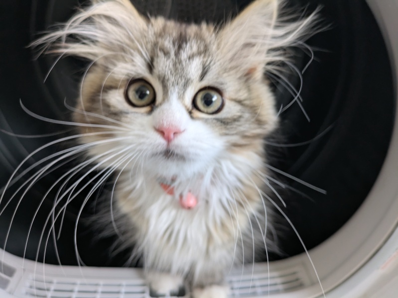 Should I shave my kittens bum?