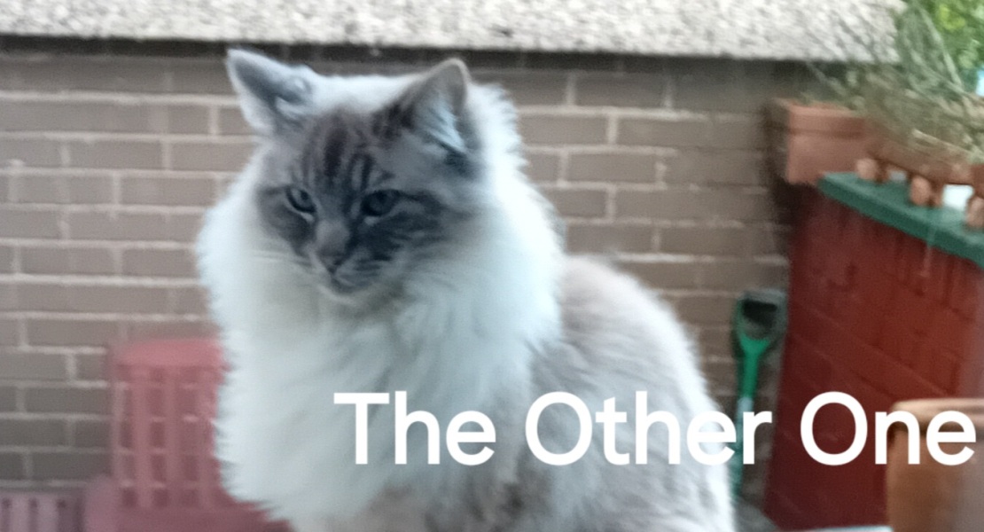 Roond and roond and up and doon - the Excellent Cats roam aboot