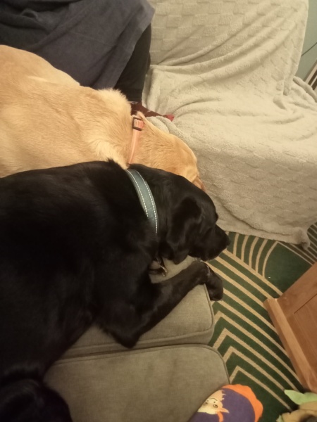 Dogs everywhere!