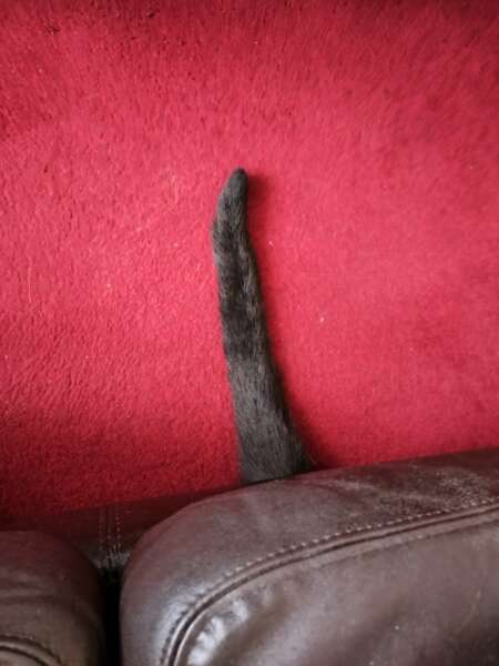 To show you my cat and her kittens for distraction and stress relief purposes?