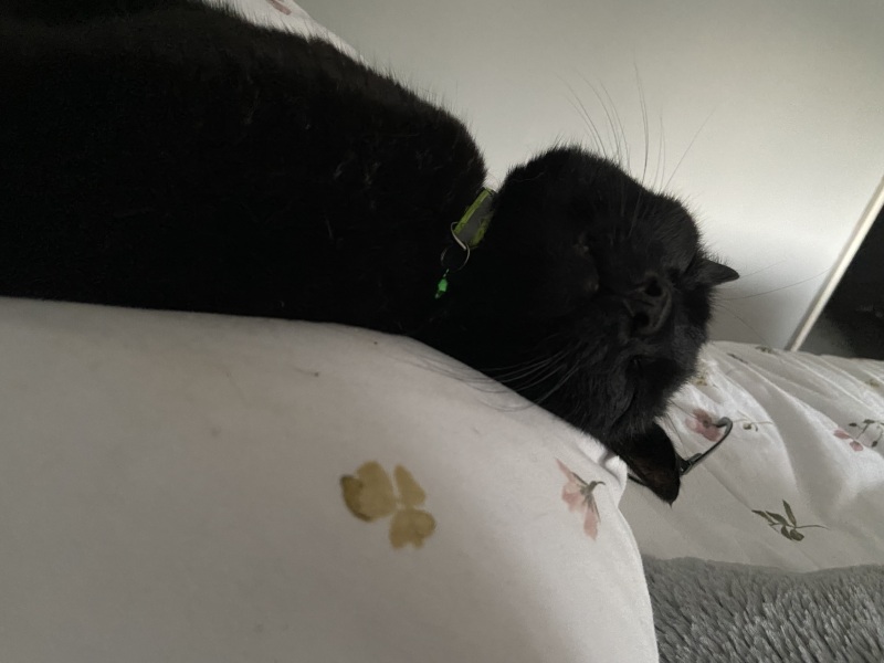 How exhausted are your cats today?