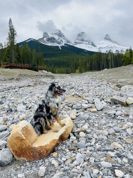 Adolescent Dog Survival Thread - for teenage dirtbags