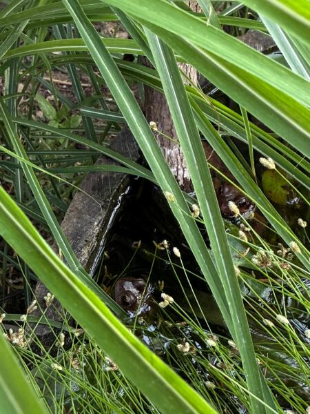 Anyone else planting a jungle/tropical garden?