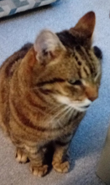 Roond and roond and up and doon - the Excellent Cats roam aboot