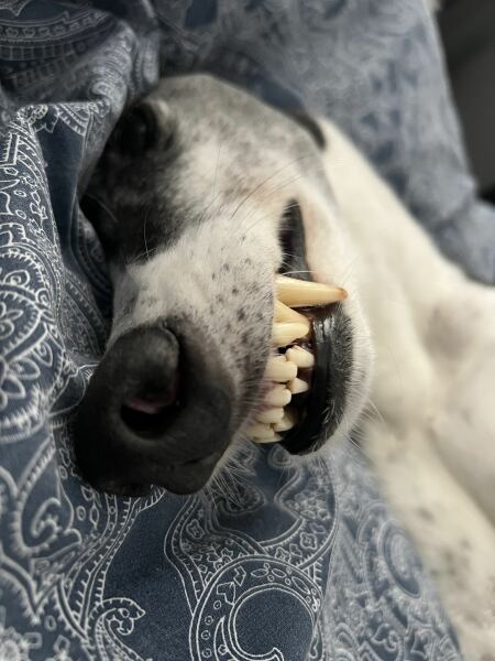URGENT - DOG ATTACKED PARTNER **Please read OP's latest updates**  [edited by MNHQ]