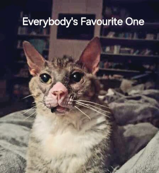 Roond and roond and up and doon - the Excellent Cats roam aboot