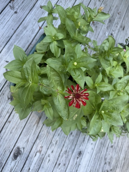 Come and tell us your dull and unexciting news 34: Calmly through the day