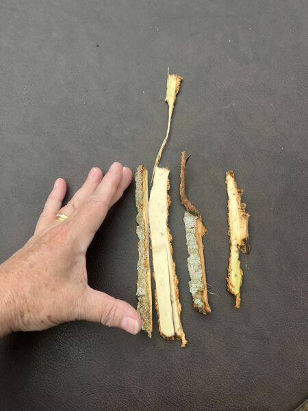 What is ripping bark off my maple?
