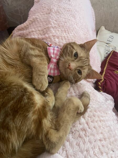 Why do cats like cake