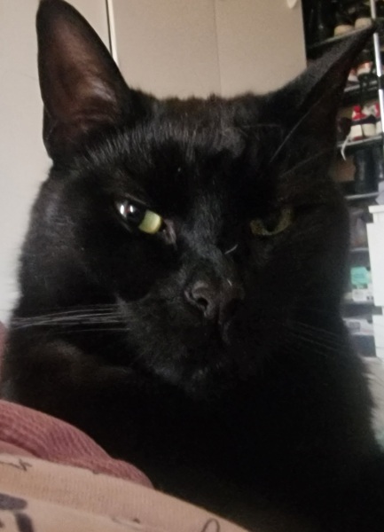 Thread 26 Starmer: Cats, Rebels and Orange Chaos